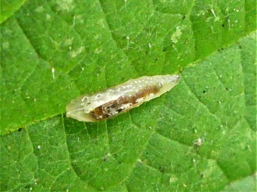 Episyrphus balteatus